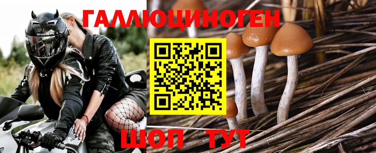 даркнет сайт  Большой Камень  Галлюциногенные грибы GOLDEN TEACHER 